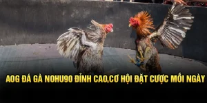 AOG Đá Gà Nohu90 Đỉnh Cao, Cơ Hội Đặt Cược Mỗi Ngày