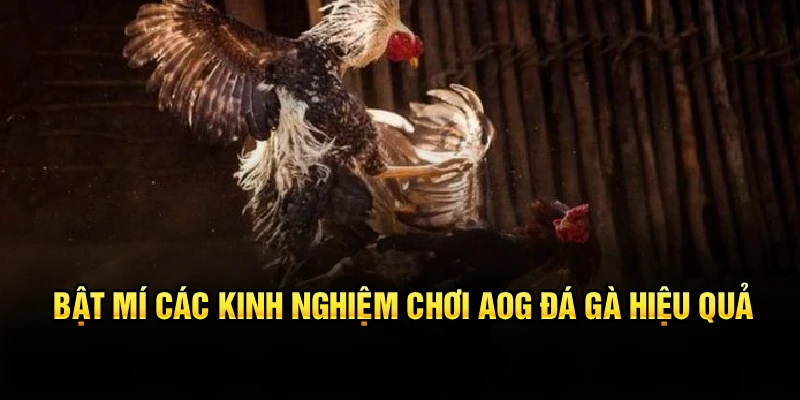Bật mí các kinh nghiệm chơi AOG đá gà hiệu quả 