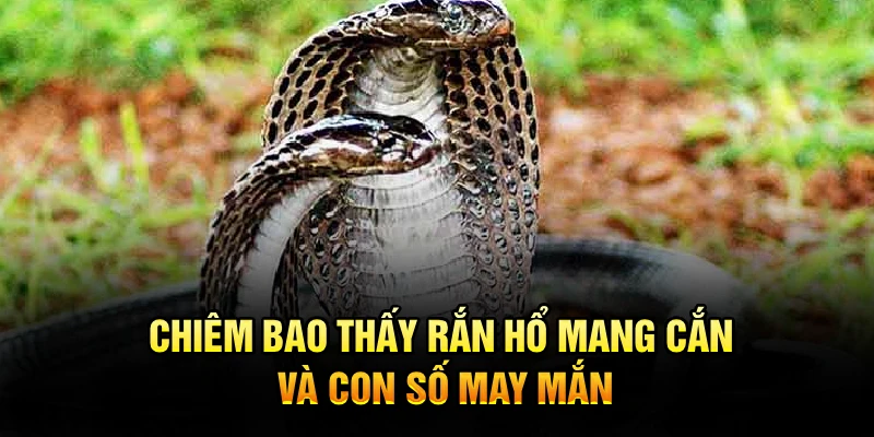 Chiêm bao thấy rắn hổ mang cắn và con số may mắn