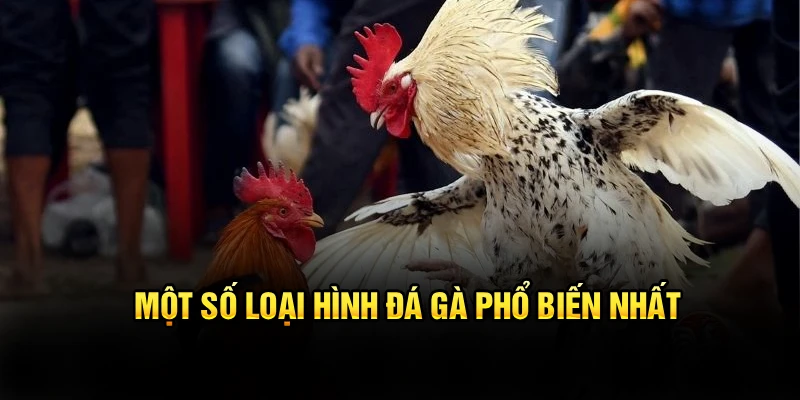 Một số loại hình đá gà phổ biến nhất