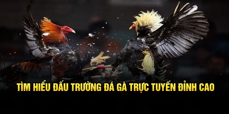 Tìm hiểu đấu trường đá gà trực tuyến đỉnh cao